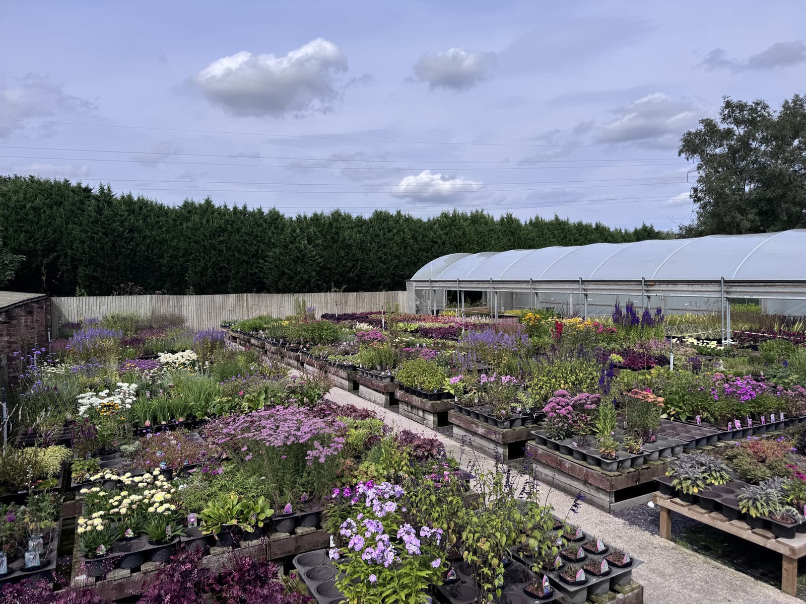 The Ramswood sales yard on a summer day: tables of perennials in flower either side of a paved path, a tall conifer hedge and a polytunnel behind, under a wide sky