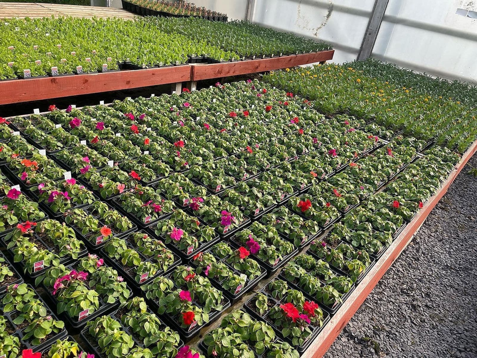 Trays of young bedding plants in rows on a glasshouse bench, the rows running away under the glass roof
