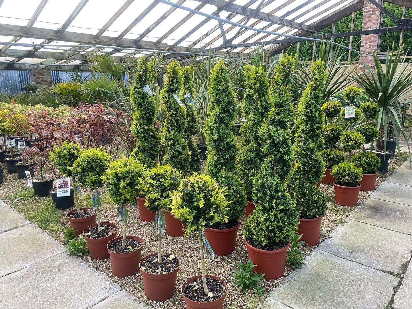 Clipped topiary in terracotta pots and tall conifers standing on the glasshouse floor under a glass roof