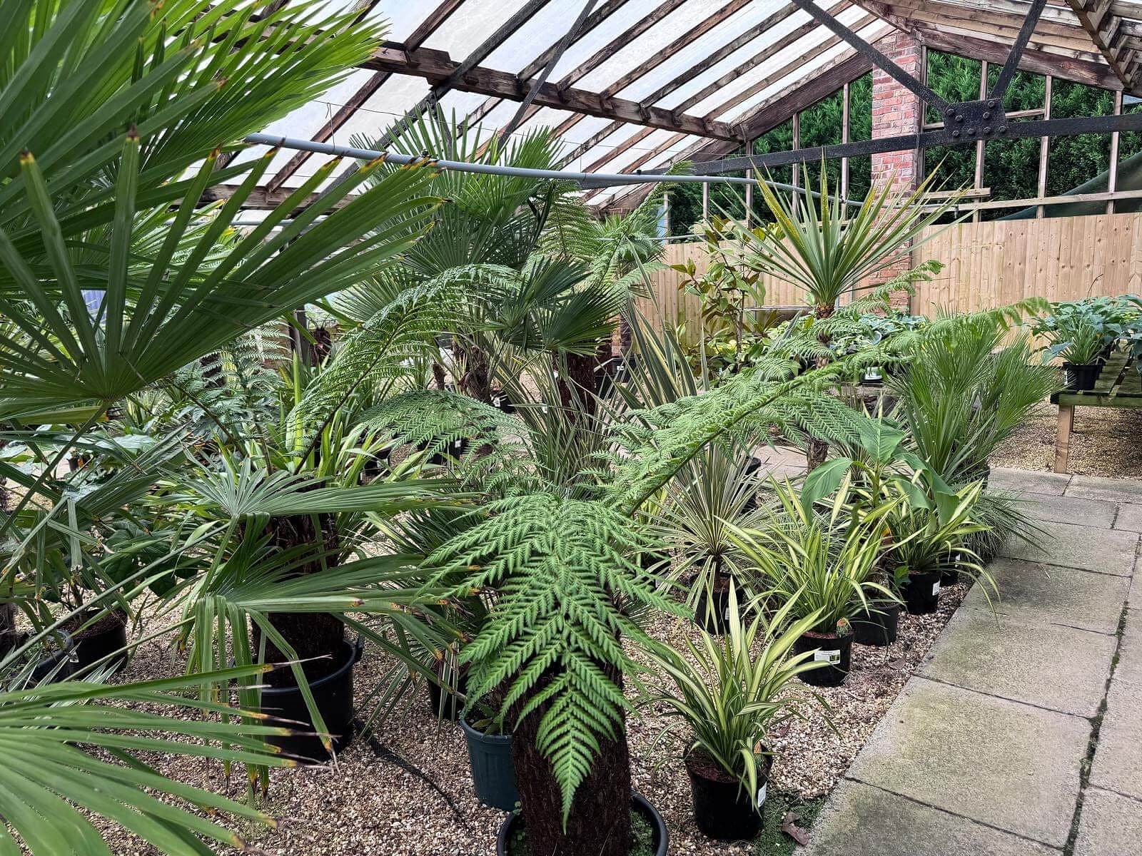 Inside the Ramswood glasshouse: palms and tree ferns in pots on gravel, beside a paved path
