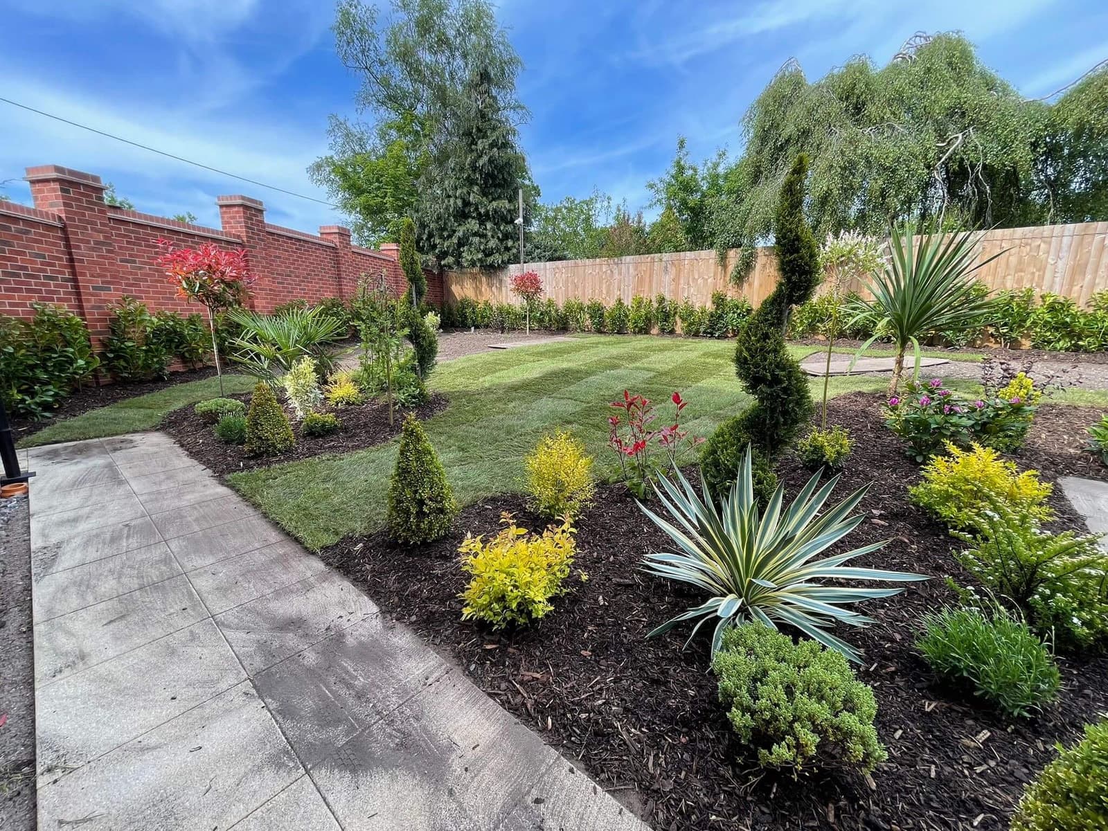 A back garden with striped turf, spiral topiary, a variegated yucca and colourful shrubs in dark bark mulch, beside a brick wall and a timber fence