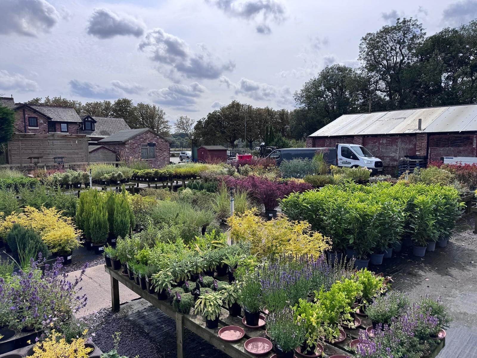 Tables of potted shrubs, herbs and lavender in the sales yard, with brick cottages, a barn and tall trees behind