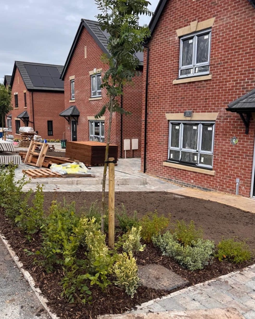 A young rowan on a stake above a bark-mulched bed of mixed shrubs, some with cream-edged leaves, beside new red-brick houses with building materials on the paving behind