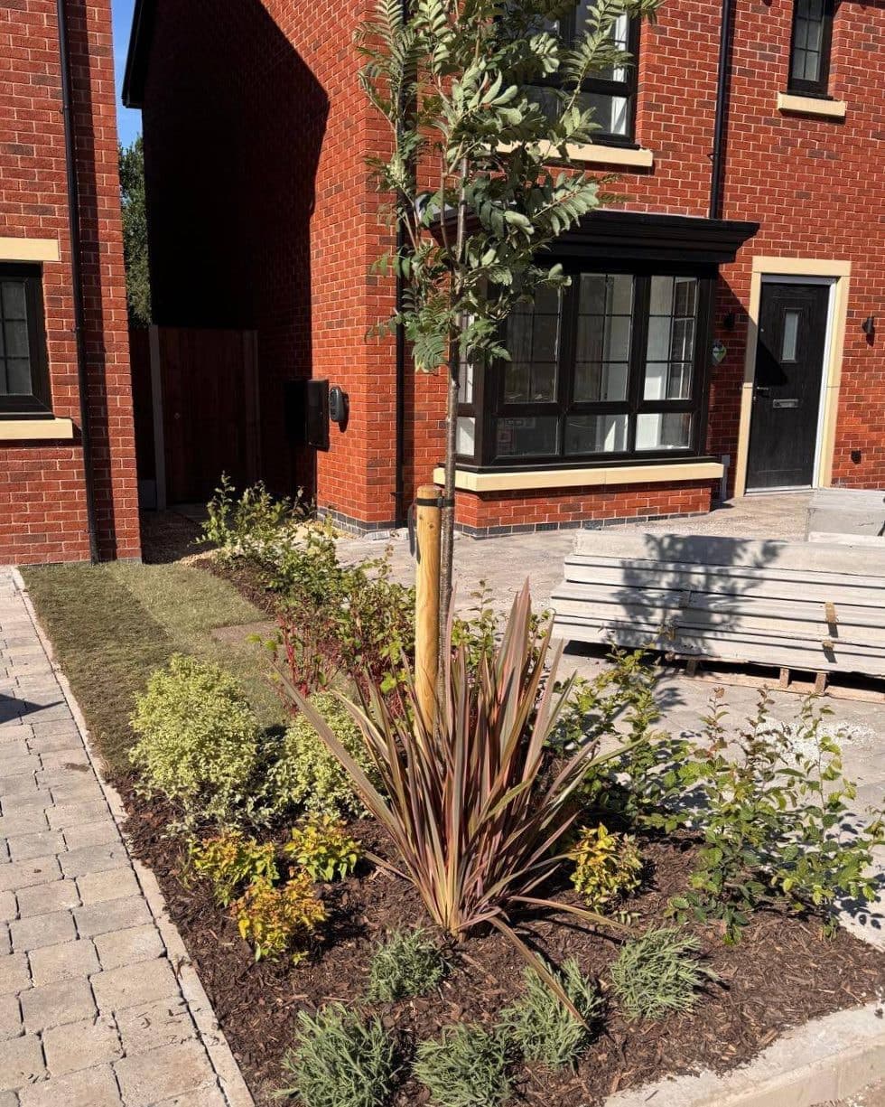 A bark-mulched bed with a red-leaved phormium, golden and variegated shrubs and young lavender, and a young rowan on a stake, in front of red-brick houses with black-framed windows