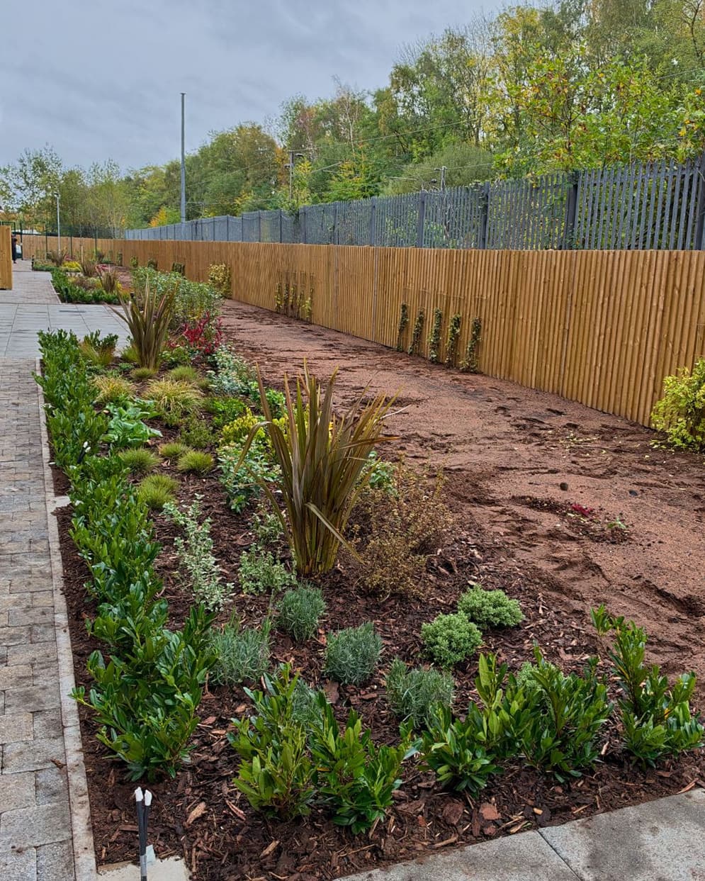 A long bark-mulched bed of young laurel, lavender, grasses and bronze phormiums beside a block-paved path, with climbers on trellis against a new timber fence behind