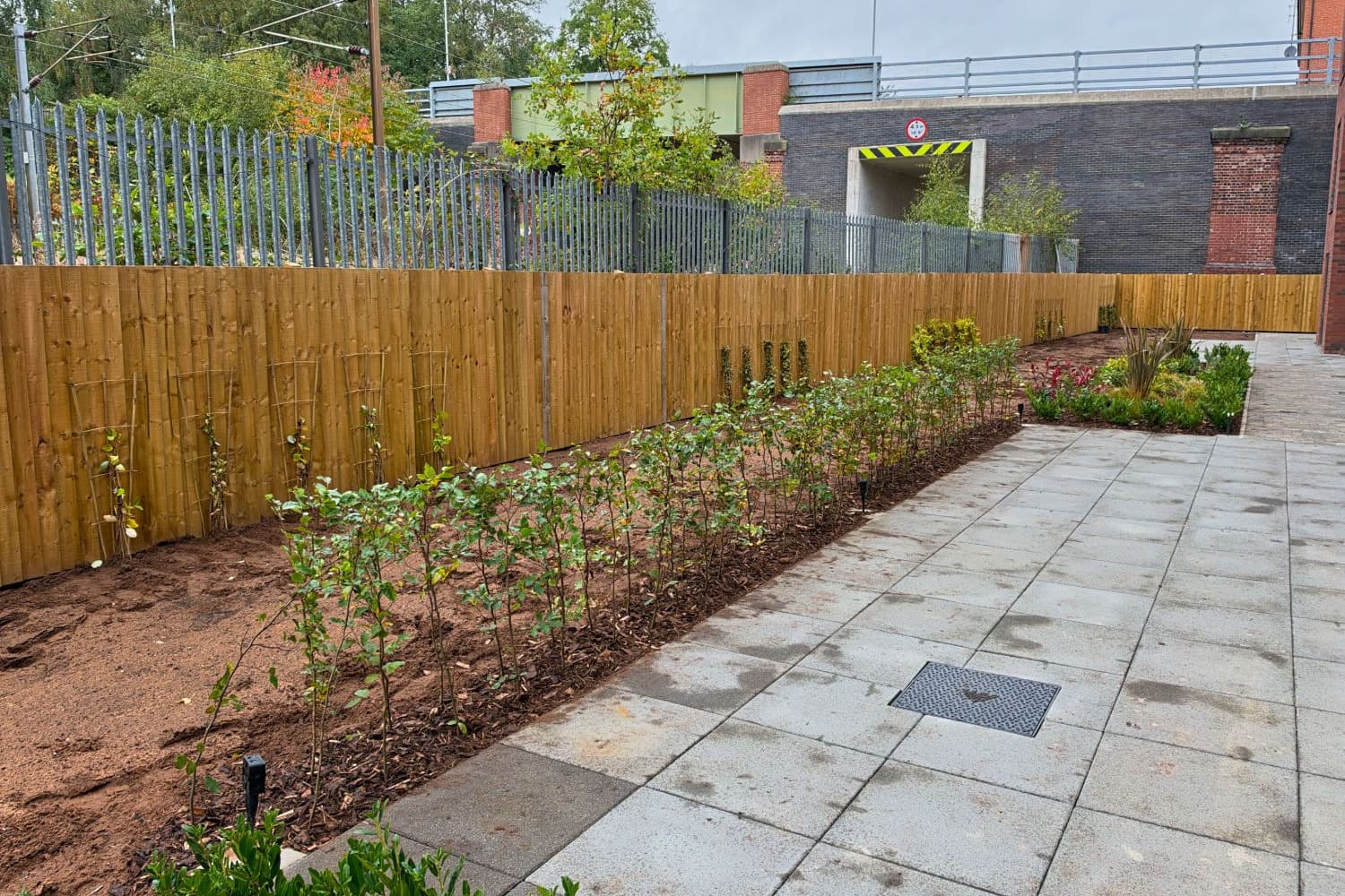 A row of young hedging plants in bark mulch beside a paved terrace, with climbers on trellis against a new timber fence and a railway bridge behind