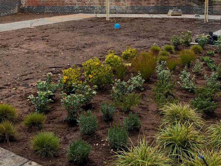 A newly planted bed of young grasses, lavender and golden and variegated shrubs in fresh soil on the development